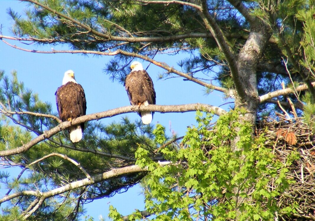 dscf0715c orig Two bald eagles on a tree branch.