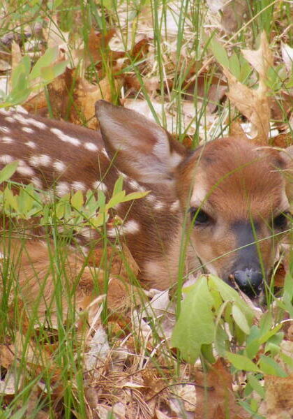 dscf2780 Fawn resting in grass and leaves