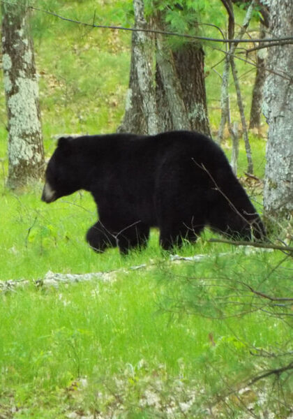 dscf5340 Black bear walking through forest